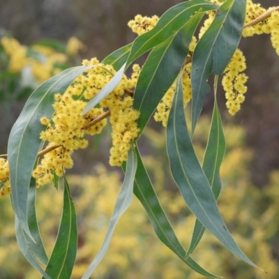 Acacia rubida (Red-stemmed Wattle, Red-leaved Wattle) at West Wodonga, VIC - 31 Aug 2024 by KylieWaldon