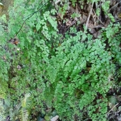 Adiantum aethiopicum (Common Maidenhair Fern) at Jamberoo, NSW - 1 Sep 2024 by plants