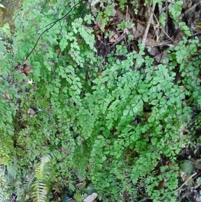 Adiantum aethiopicum (Common Maidenhair Fern) at Jamberoo, NSW - 1 Sep 2024 by plants