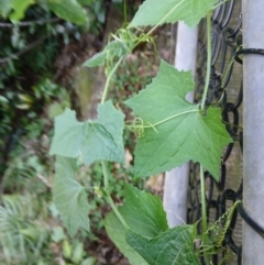 Sicyos australis (Star Cucumber) at Jamberoo, NSW - 1 Sep 2024 by plants