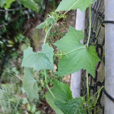 Sicyos australis (Star Cucumber) at Jamberoo, NSW - 1 Sep 2024 by plants