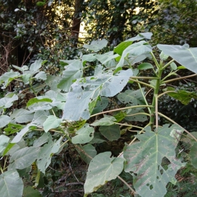 Dendrocnide excelsa (Stinging Tree) at Jamberoo, NSW - 1 Sep 2024 by plants