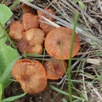 Laccaria sp. (Laccaria) at West Wodonga, VIC - 31 Aug 2024 by KylieWaldon