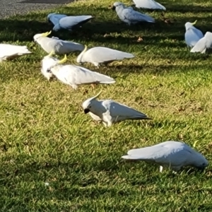 Cacatua galerita at Narrabundah, ACT - 1 Sep 2024