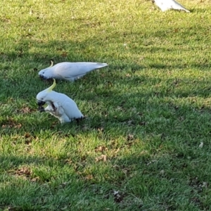 Cacatua galerita at Narrabundah, ACT - 1 Sep 2024