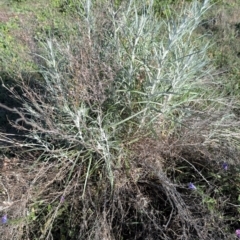 Senecio quadridentatus (Cotton Fireweed) at Farrer, ACT - 1 Sep 2024 by MattS