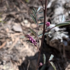 Indigofera australis subsp. australis (Australian Indigo) at Farrer, ACT - 1 Sep 2024 by MattS