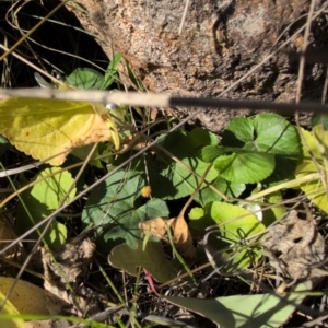 Viola odorata at Farrer, ACT - 1 Sep 2024 02:38 PM