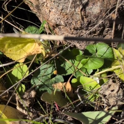 Viola odorata (Sweet Violet, Common Violet) at Farrer, ACT - 1 Sep 2024 by MattS