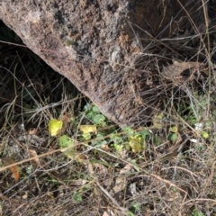 Viola odorata at Farrer, ACT - 1 Sep 2024 02:38 PM