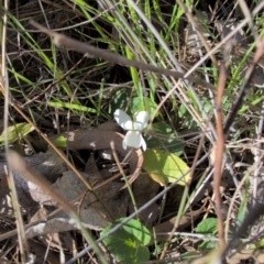 Viola odorata at Farrer, ACT - 1 Sep 2024 02:38 PM