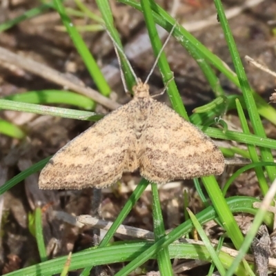 Scopula rubraria at West Wodonga, VIC - 31 Aug 2024 by KylieWaldon