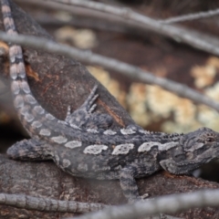 Amphibolurus muricatus at Denman Prospect, ACT - 20 Aug 2024 by Miranda