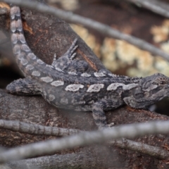 Amphibolurus muricatus at Denman Prospect, ACT - 20 Aug 2024 02:22 PM