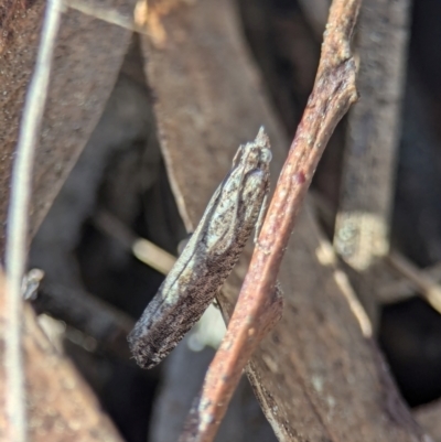 Strepsicrates infensa (an Olethreutine moth) at Denman Prospect, ACT - 30 Aug 2024 by Miranda