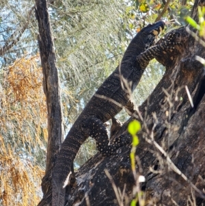 Varanus varius at Burrinjuck, NSW - suppressed