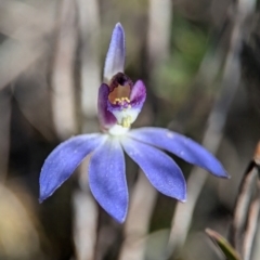 Cyanicula caerulea (Blue Fingers, Blue Fairies) at Denman Prospect, ACT - 30 Aug 2024 by Miranda