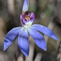 Cyanicula caerulea at Denman Prospect, ACT - 30 Aug 2024