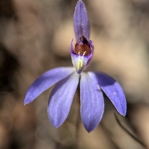 Cyanicula caerulea at Denman Prospect, ACT - 30 Aug 2024