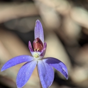 Cyanicula caerulea at Denman Prospect, ACT - 30 Aug 2024