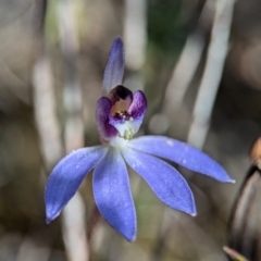 Cyanicula caerulea at Denman Prospect, ACT - 30 Aug 2024