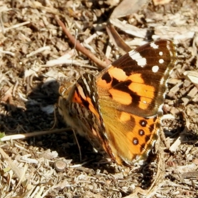 Vanessa kershawi (Australian Painted Lady) at Aranda, ACT - 1 Sep 2024 by KMcCue