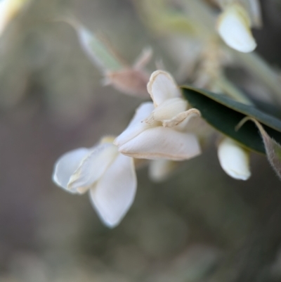 Chamaecytisus palmensis (Tagasaste, Tree Lucerne) at Denman Prospect, ACT - 30 Aug 2024 by Miranda