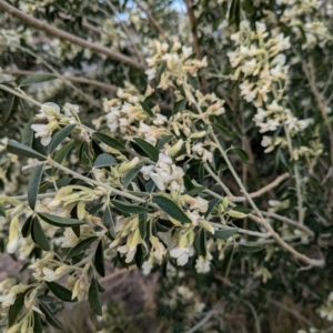 Chamaecytisus palmensis at Denman Prospect, ACT - 30 Aug 2024