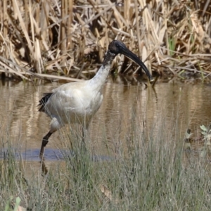 Threskiornis molucca at Greenway, ACT - 1 Sep 2024