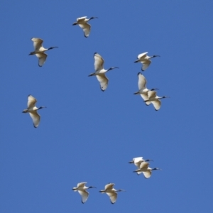 Threskiornis molucca at Greenway, ACT - 1 Sep 2024