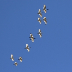 Threskiornis molucca at Greenway, ACT - 1 Sep 2024