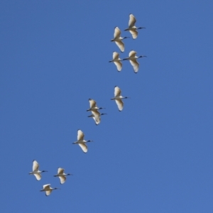 Threskiornis molucca at Greenway, ACT - 1 Sep 2024