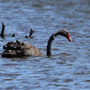 Cygnus atratus at Greenway, ACT - 1 Sep 2024