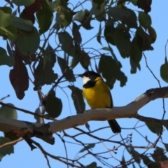 Pachycephala pectoralis (Golden Whistler) at Kambah, ACT - 1 Sep 2024 by LinePerrins