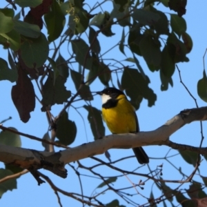 Pachycephala pectoralis at Kambah, ACT - 1 Sep 2024