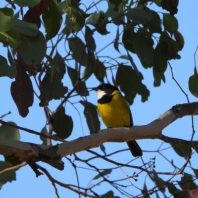 Pachycephala pectoralis (Golden Whistler) at Kambah, ACT - 1 Sep 2024 by LinePerrins