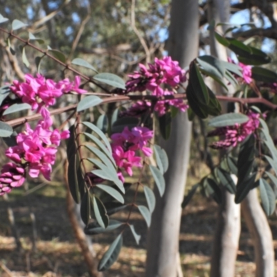 Indigofera australis subsp. australis (Australian Indigo) at Kambah, ACT - 1 Sep 2024 by LinePerrins