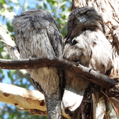 Podargus strigoides (Tawny Frogmouth) at Kambah, ACT - 1 Sep 2024 by LinePerrins