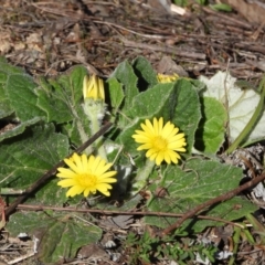 Cymbonotus sp. (preissianus or lawsonianus) (Bears Ears) at Kambah, ACT - 1 Sep 2024 by LineMarie