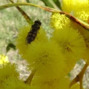 Melangyna viridiceps at Yarralumla, ACT - 29 Aug 2024 11:09 AM