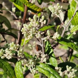 Olearia lirata at Burra, NSW - 1 Sep 2024