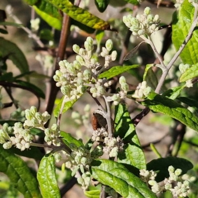 Olearia lirata (Snowy Daisybush) at Burra, NSW - 1 Sep 2024 by trevorpreston