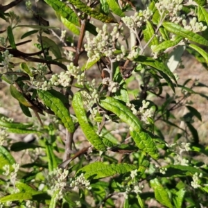 Olearia lirata at Burra, NSW - 1 Sep 2024