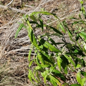 Olearia lirata at Burra, NSW - 1 Sep 2024 02:38 PM