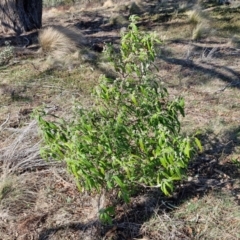 Olearia lirata at Burra, NSW - 1 Sep 2024 02:38 PM