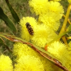 Simosyrphus grandicornis at Yarralumla, ACT - 29 Aug 2024