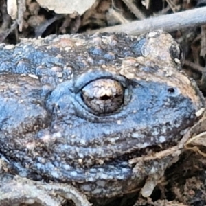 Uperoleia laevigata at Burra, NSW - 1 Sep 2024