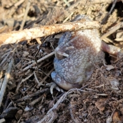 Uperoleia laevigata at Burra, NSW - 1 Sep 2024