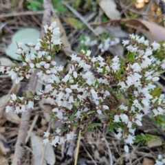 Cryptandra amara at Burra, NSW - 1 Sep 2024