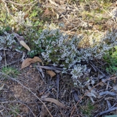 Cryptandra amara at Burra, NSW - 1 Sep 2024